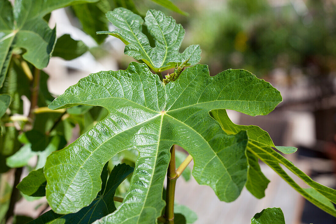 Ficus carica