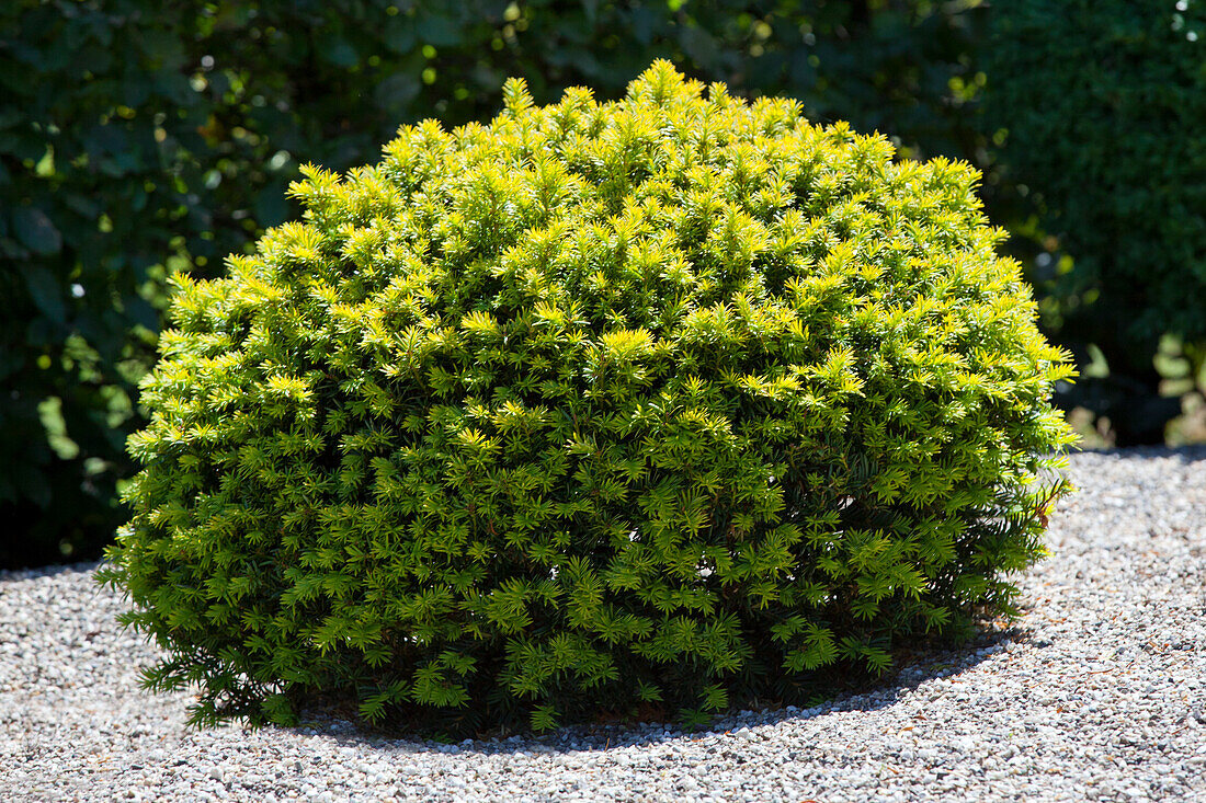 Taxus baccata, globe