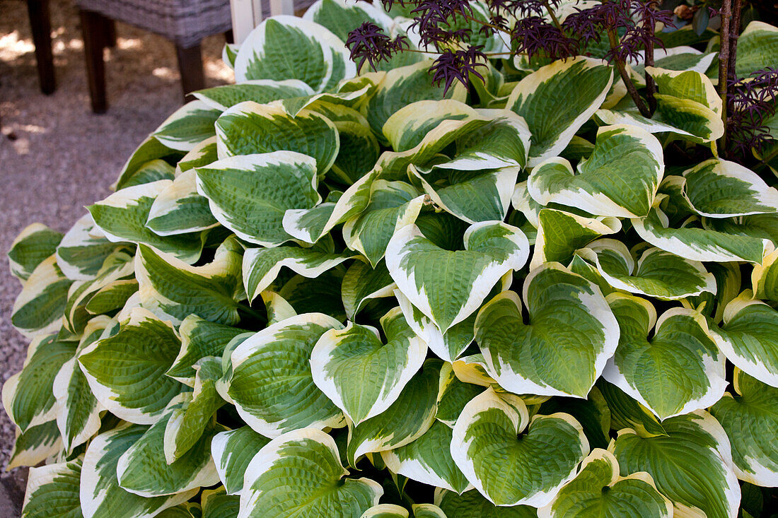 Hosta 'Wide Brim