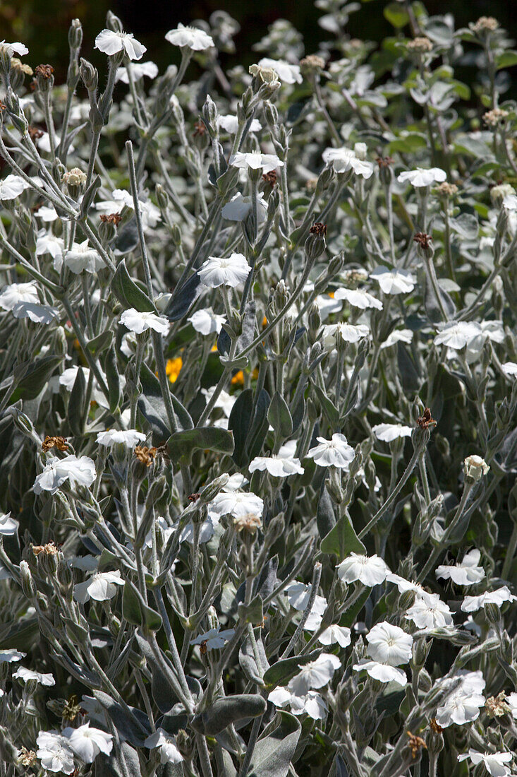 Lychnis coronaria, weiß