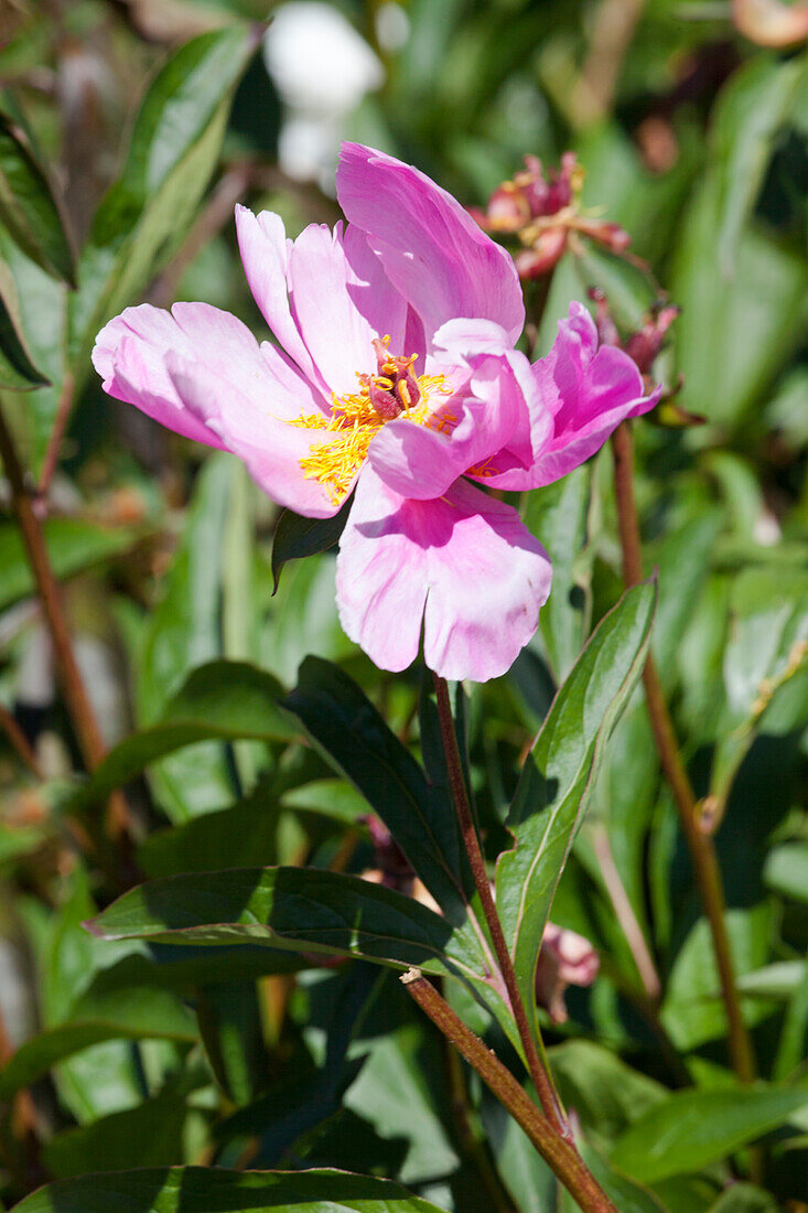 Paeonia officinalis