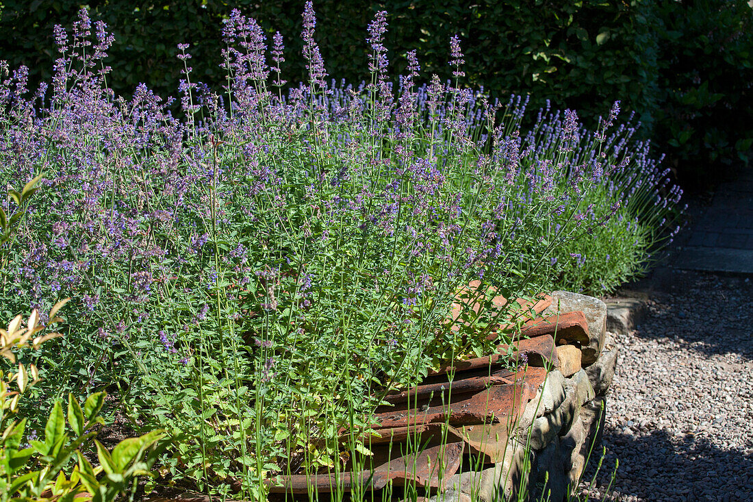 Perovskia atriplicifolia