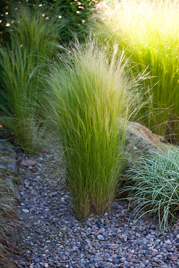 Stipa tenuissima 'Ponytails'