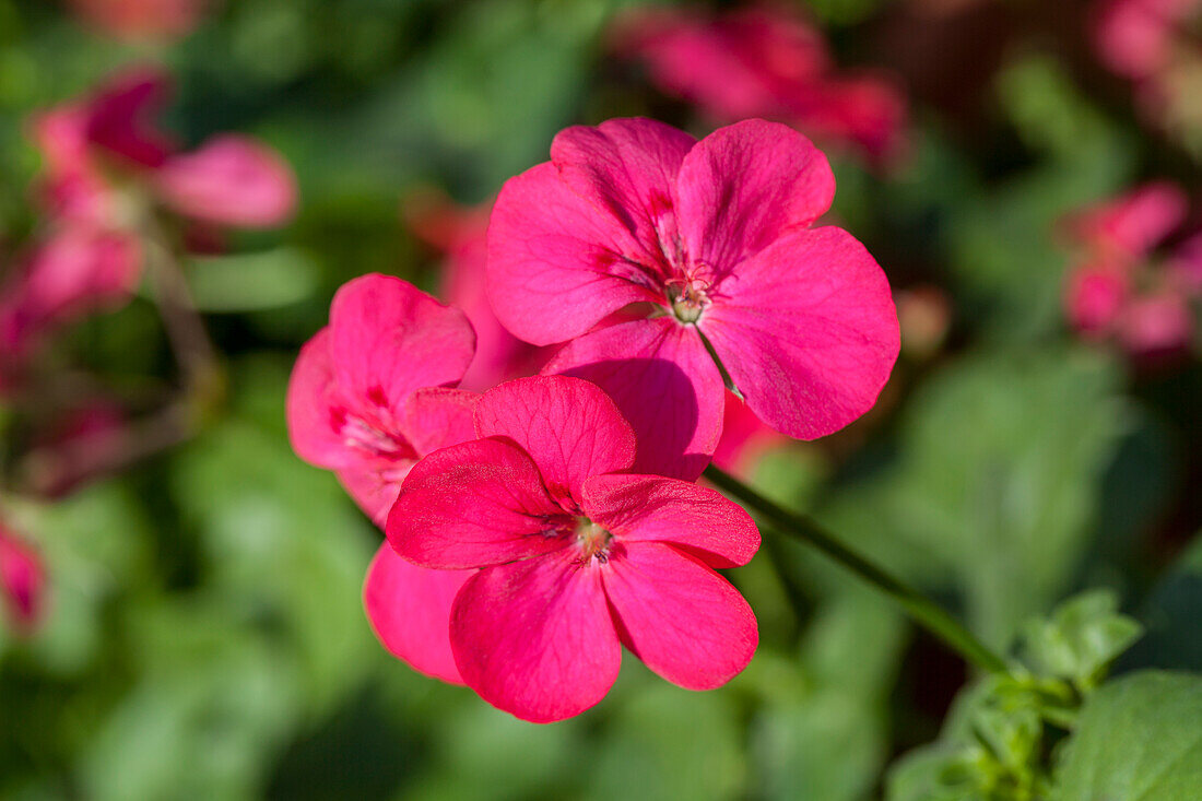 Pelargonium peltatum Happy Face® Purple