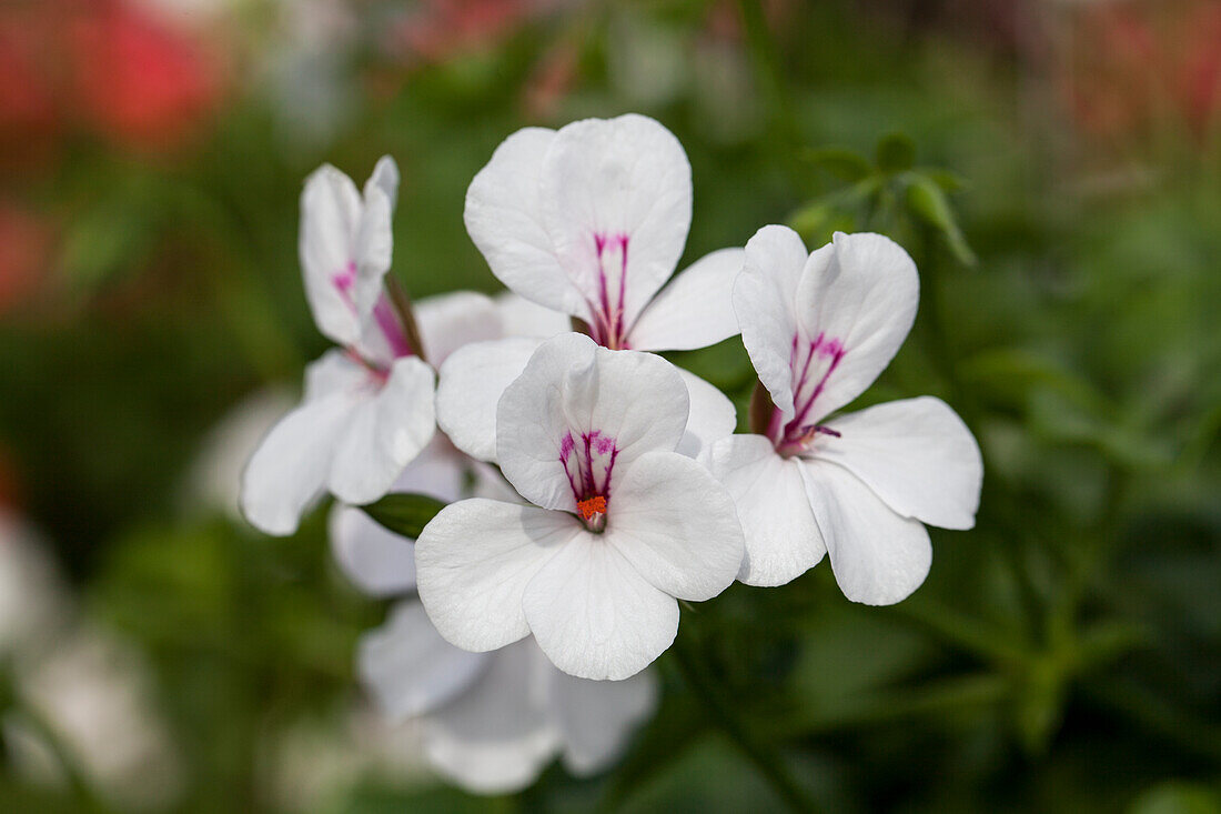 Pelargonium peltatum 'Happy Face® White'