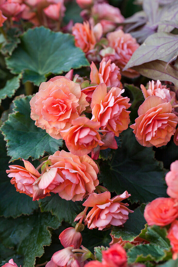 Begonia elatior 'Helia Orange'