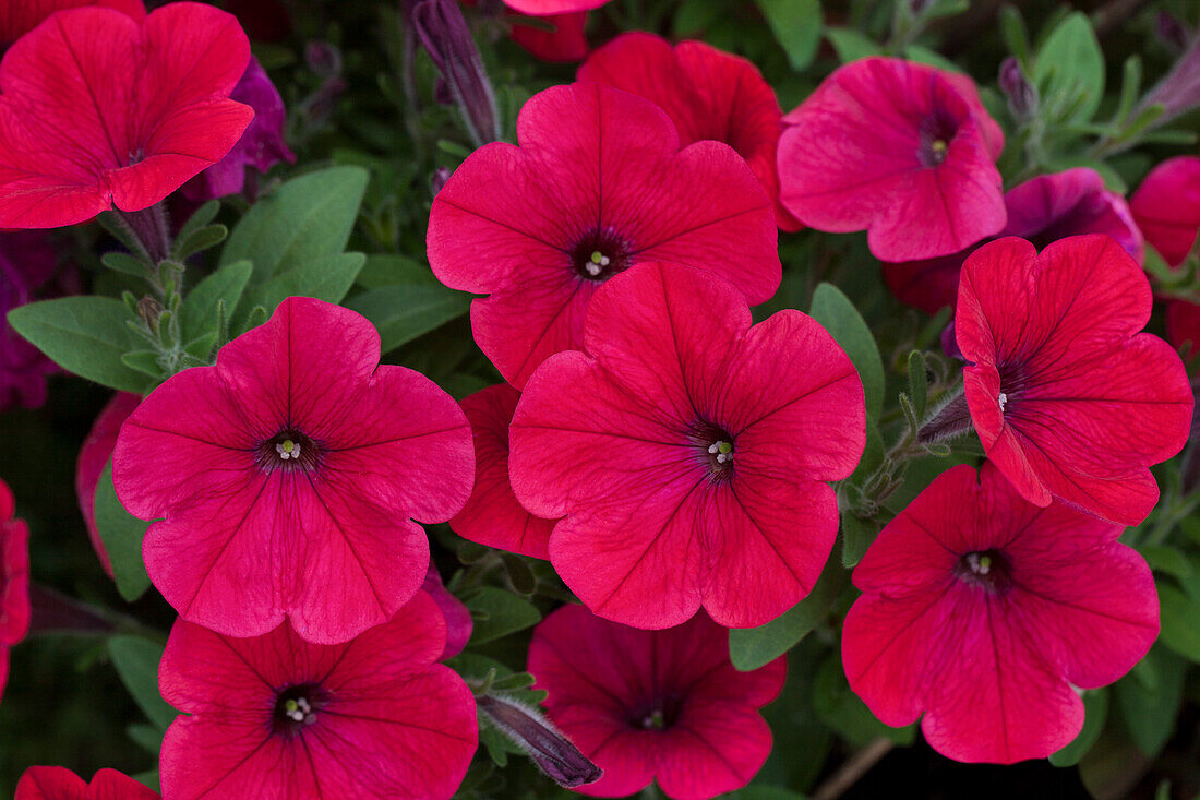 Petunia 'Hells Glow'