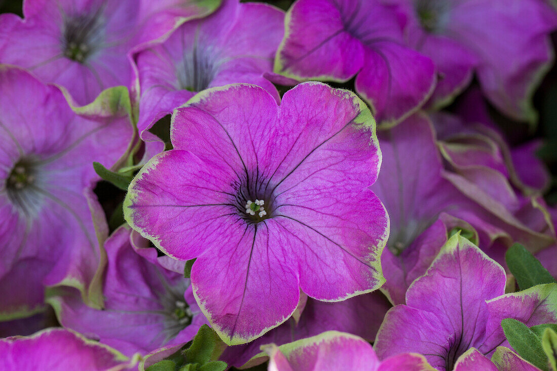 Petunia Crazytunia 'Kermit Rose