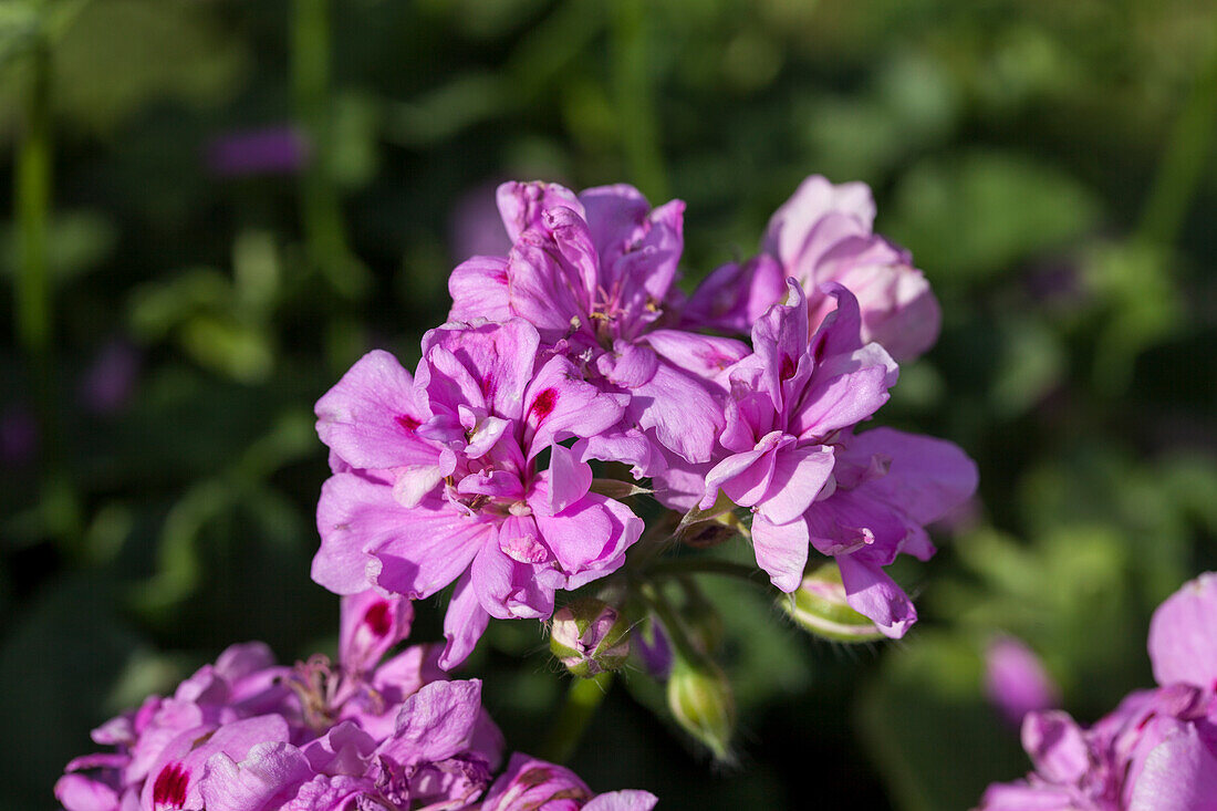 Pelargonium peltatum 'Balcon Lilac'