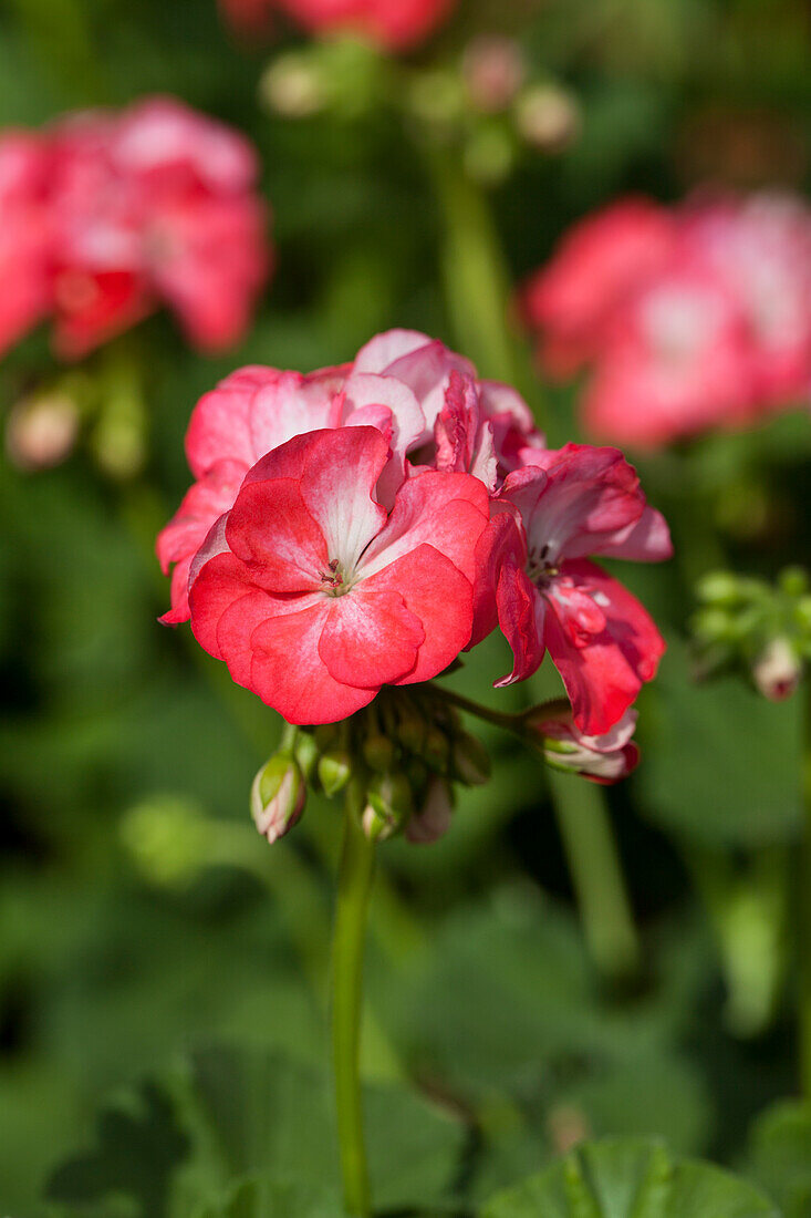 Pelargonium zonale PAC® 'Little Lady® Bicolor'