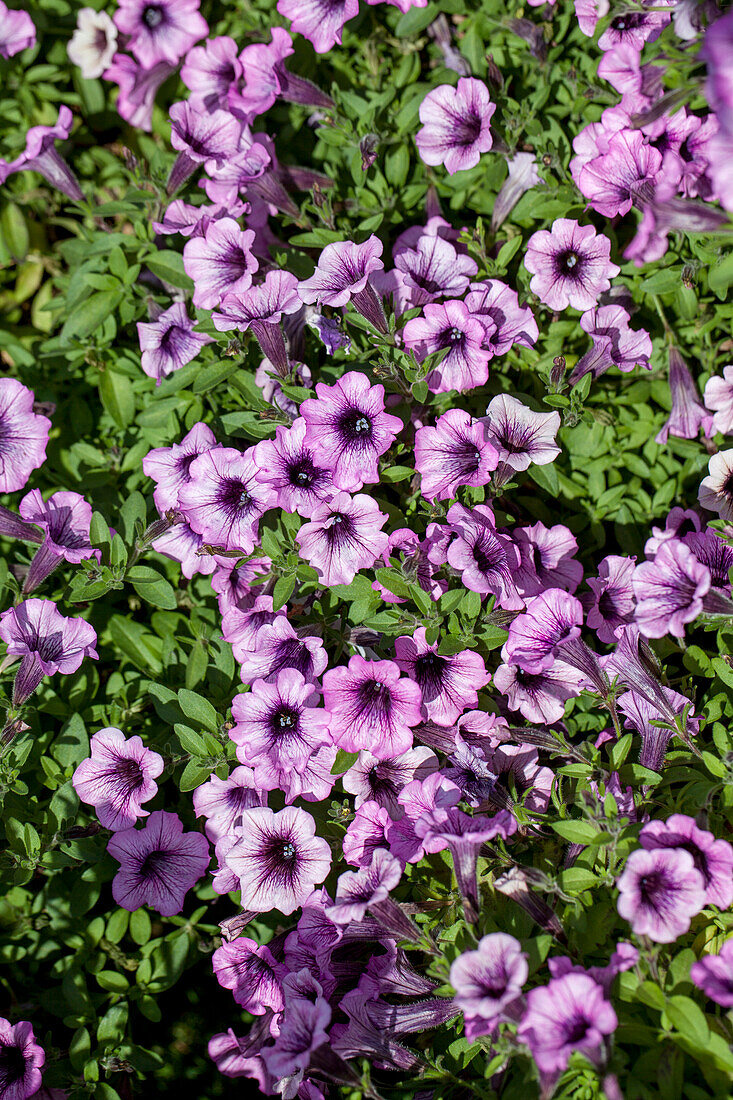 Petunia 'Littletunia Breezy Pink'