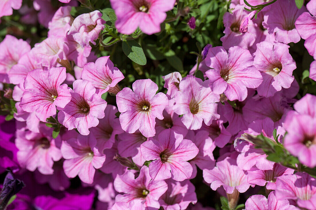 Petunia 'Littletunia Pink'