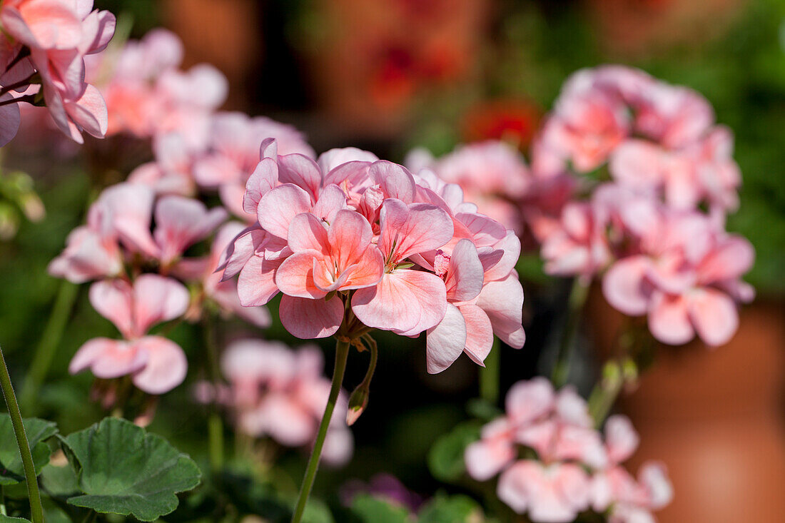 Pelargonium zonale PAC® 'Antik Salmon'