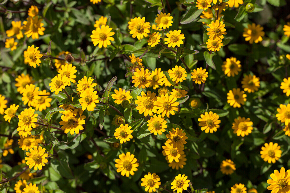 Sanvitalia procumbens