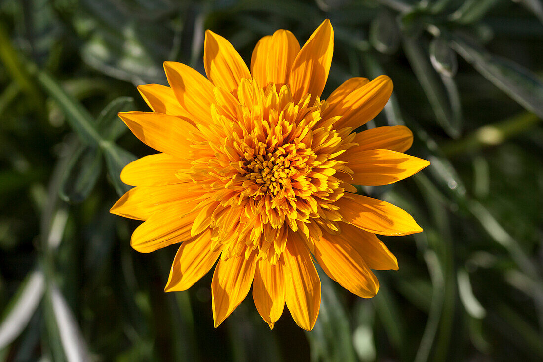 Gazania Sunbathers® 'Nahui