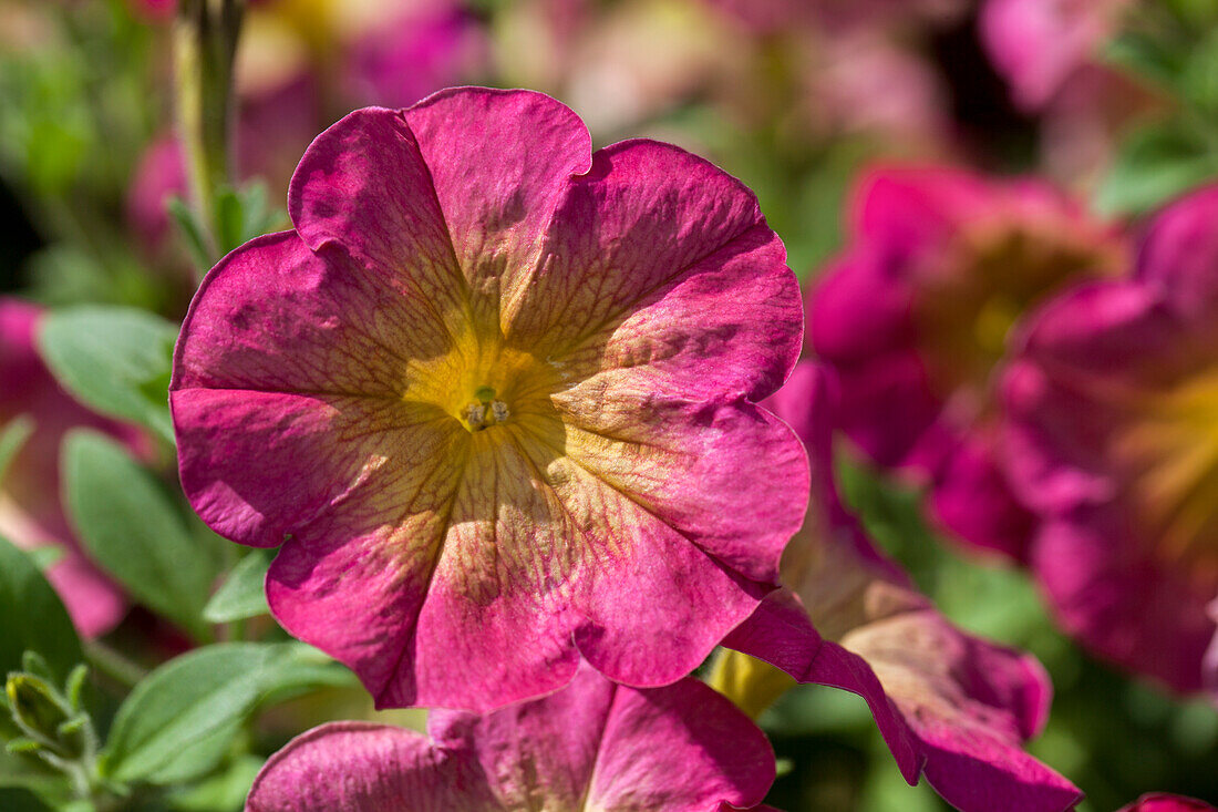 Petunia Sunpleasure Porch Hot Pink Yellow Eye