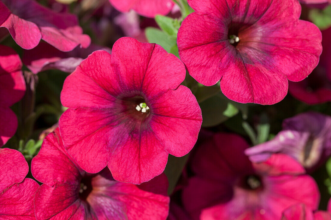 Petunia 'Sunpleasure Porch Hot Red'