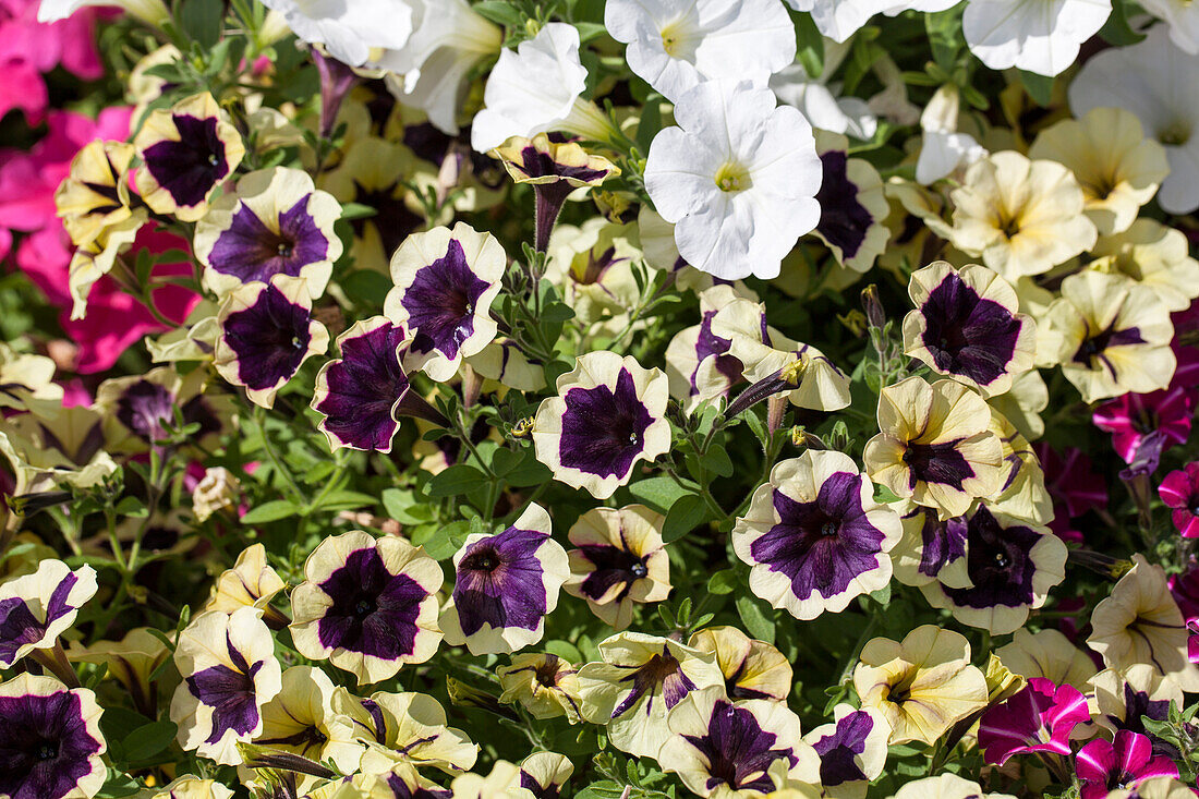 Petunia 'Sunpleasure Porch Yellow Blue Star'