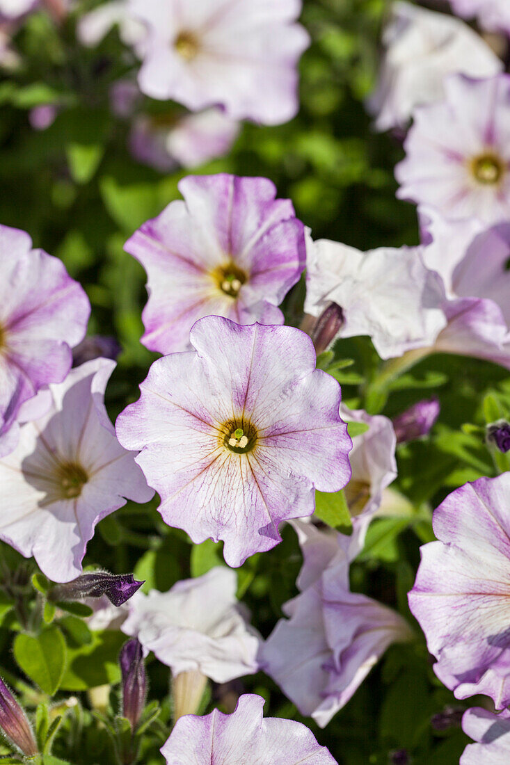 Petunia Sweet Pleasure® 'Painted Lilac White'