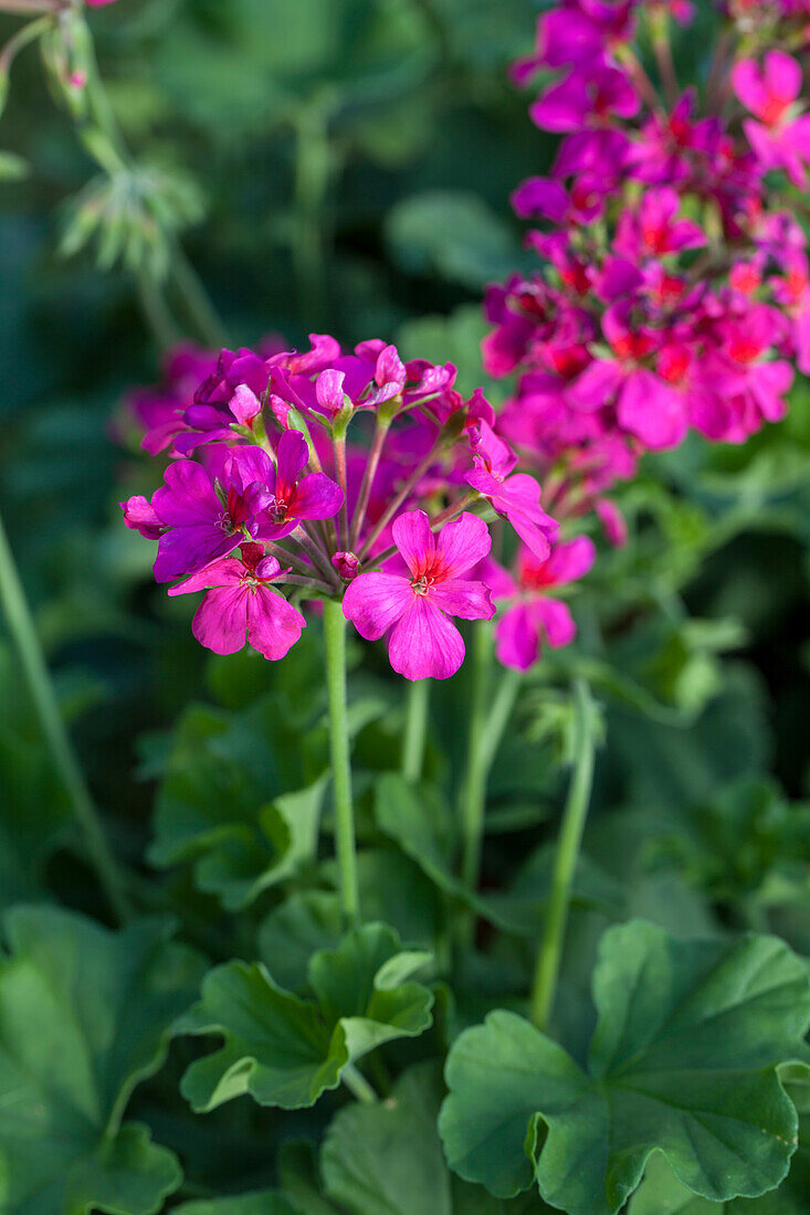 Pelargonium grandiflorum PAC® TWOinONE® 'Shadow Violet'