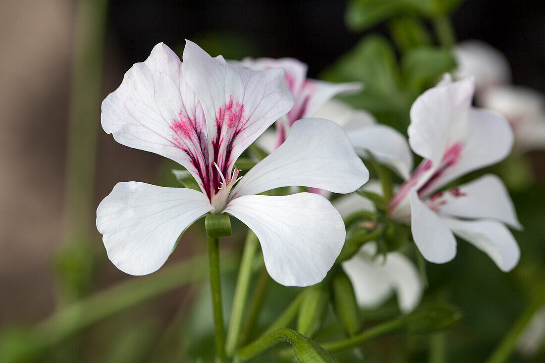 Pelargonium peltatum 'Ville de Dresden'