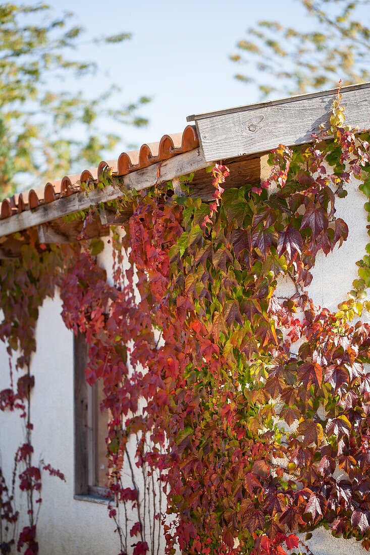 Parthenocissus quinquefolia