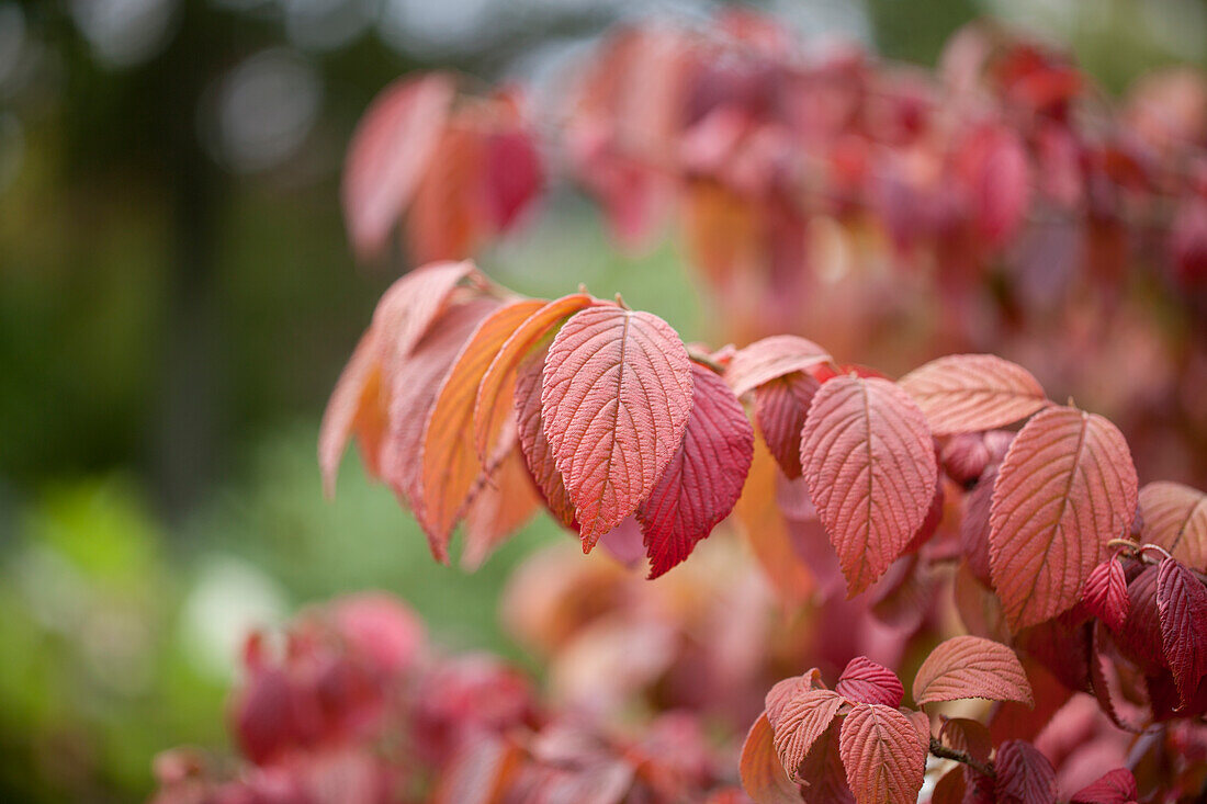 Viburnum plicatum 'Mariesii'