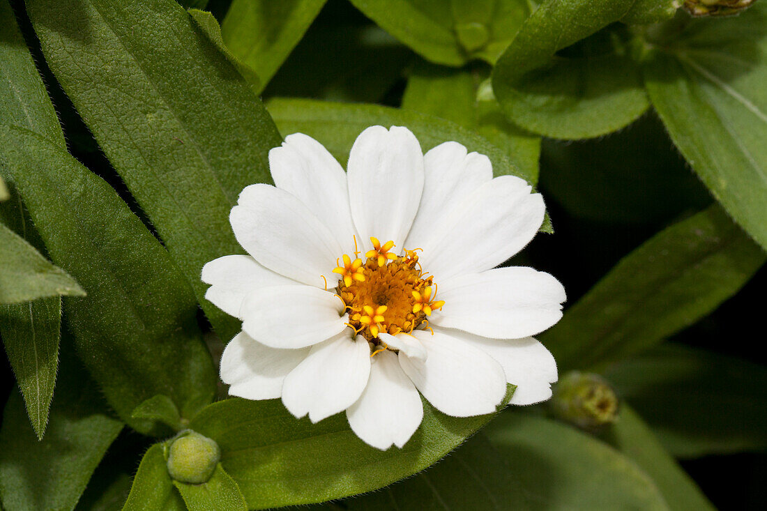 Zinnia haageana 'Profusion White'