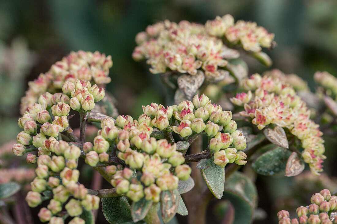 Sedum 'Desert Blonde'