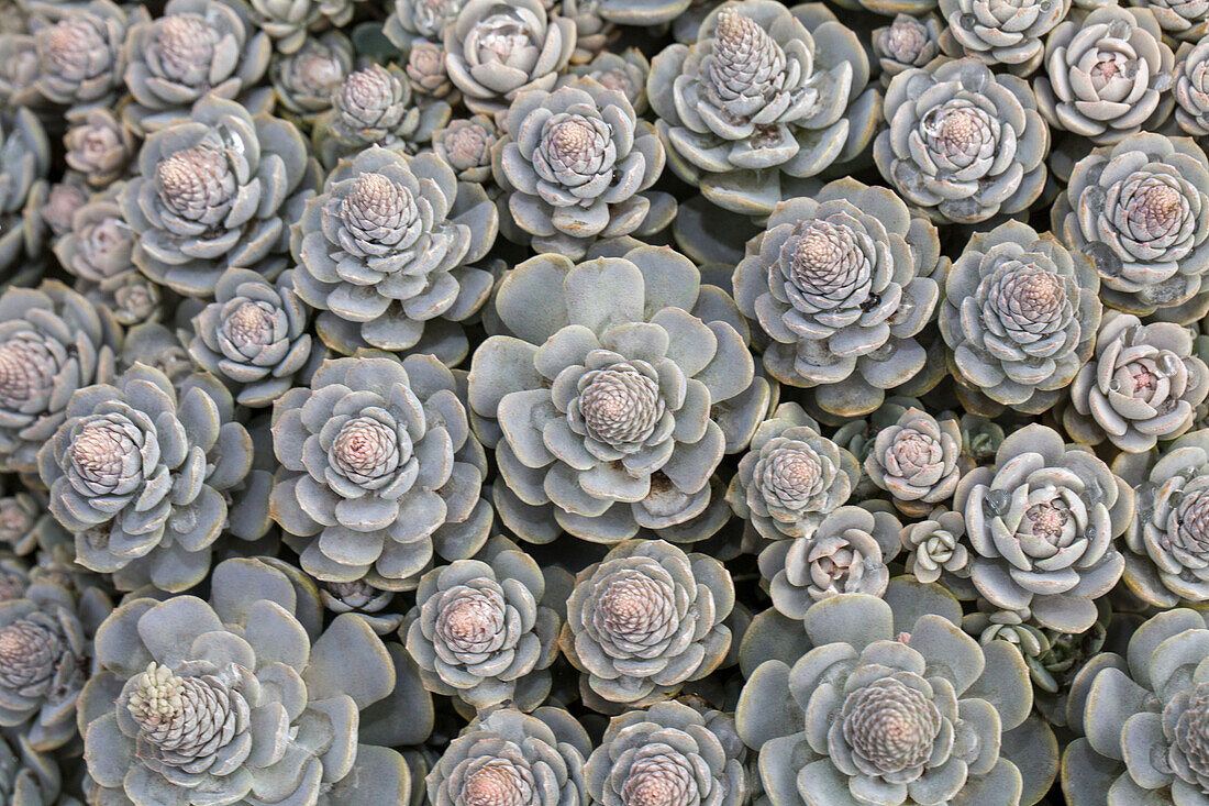 Orostachys malacophylla subsp. malacophylla var. 'Chinese Hat' iwarenge