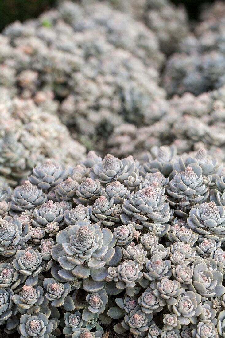 Orostachys iwarenge Sternwurz Chinese Hat