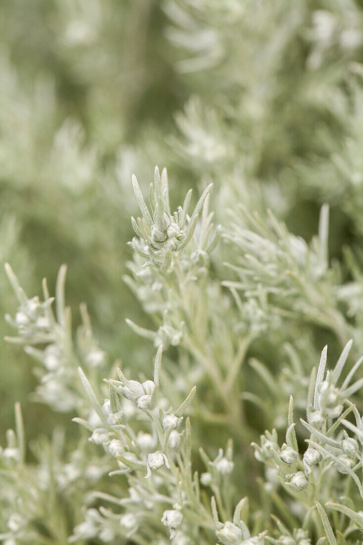 Artemisia schmidtiana 'Silver Mound'