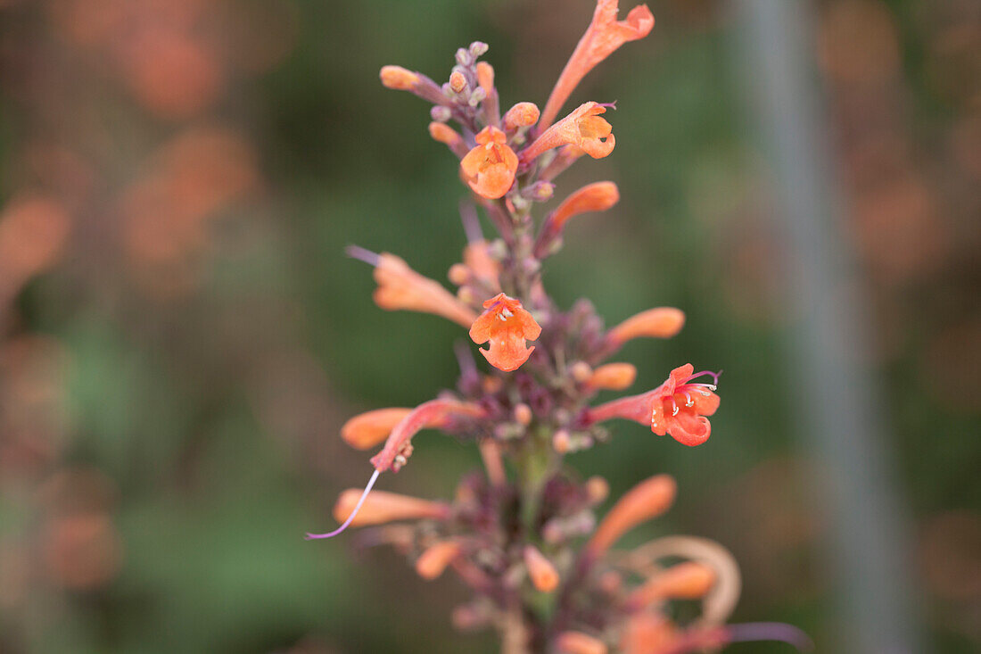 Agastache hybrida Kudos Mandarin