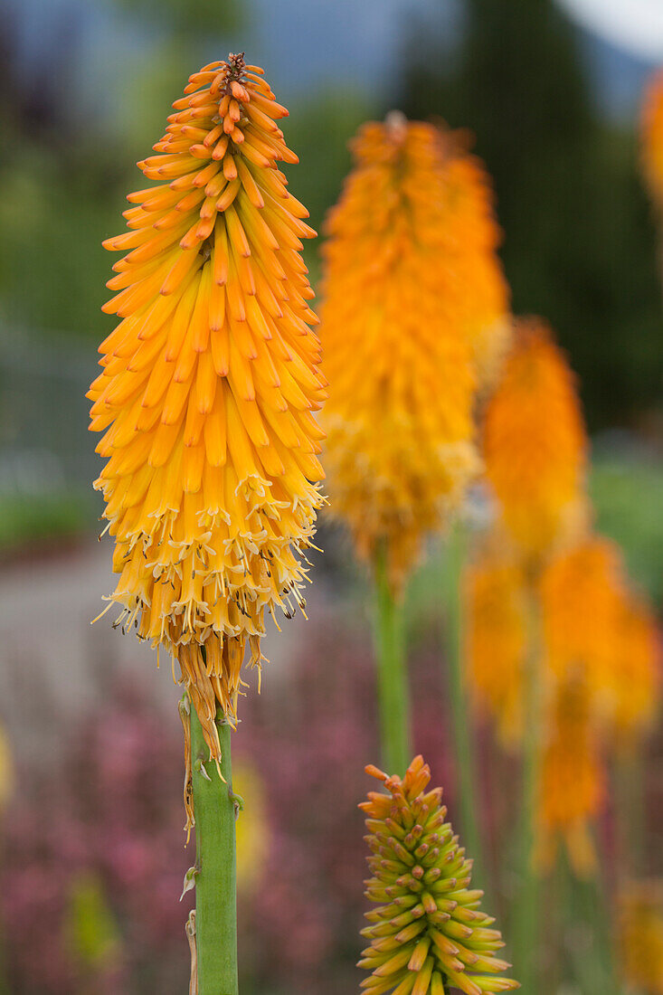 Kniphofia uvaria 'Mango Popsicle'®(s)