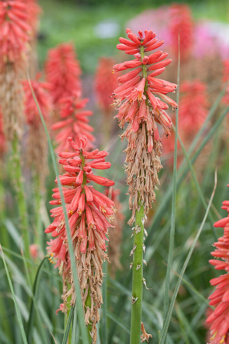 Kniphofia hybrida Popsicle Redhot