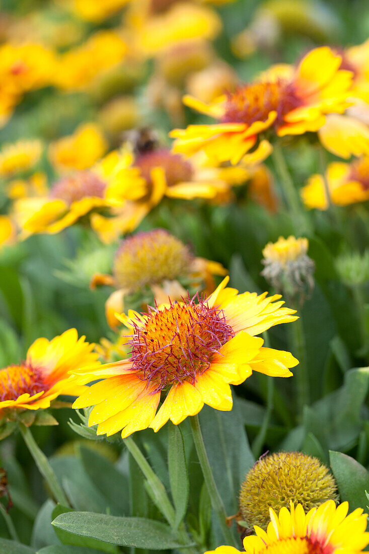 Gaillardia x grandiflora 'Fanfare Citronella'