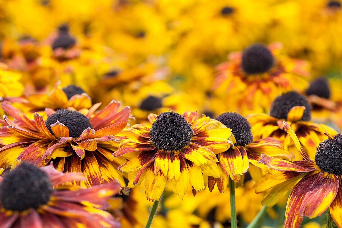 Rudbeckia fulgida 'Peking'