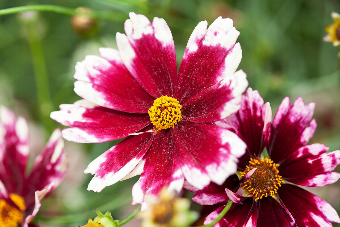 Coreopsis rosea 'Ruby Frost'