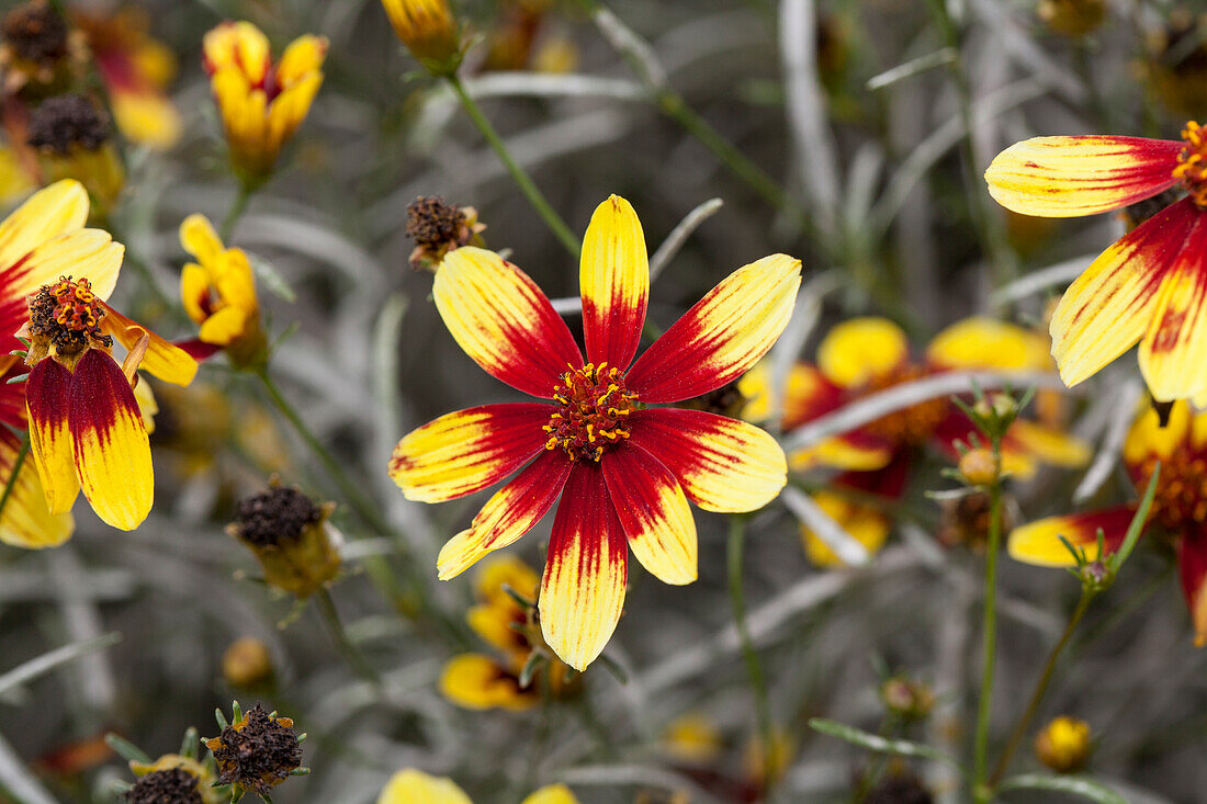 Coreopsis verticillata 'Bengal Tiger'