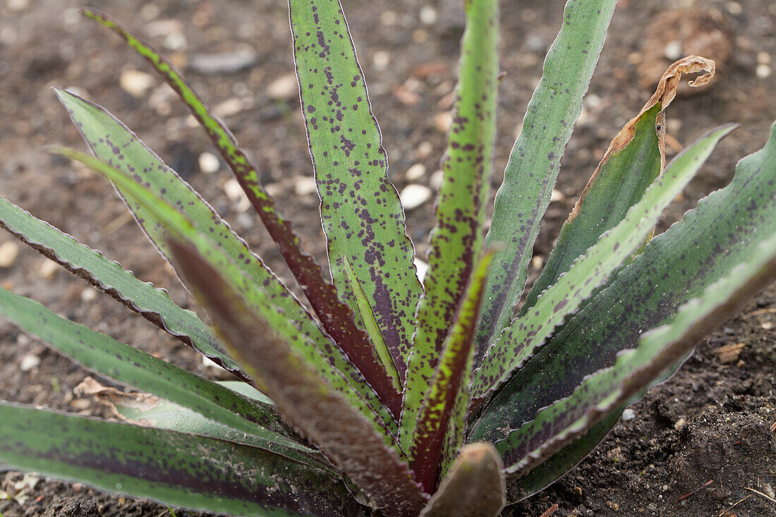 Eucomis 'Dark Star'