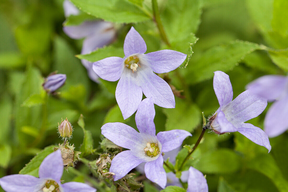 Campanula lactiflora 'Prichard's Variety