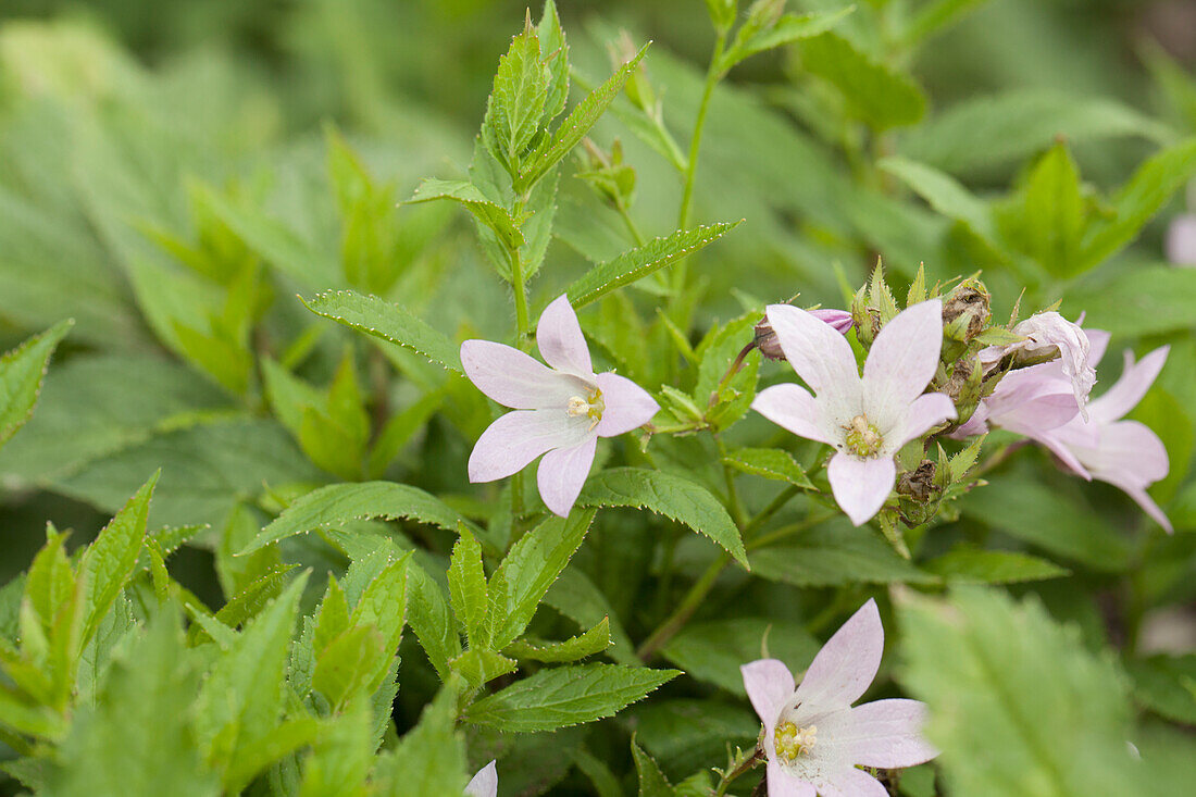 Campanula lactiflora umbel bellflower Loddon Anna