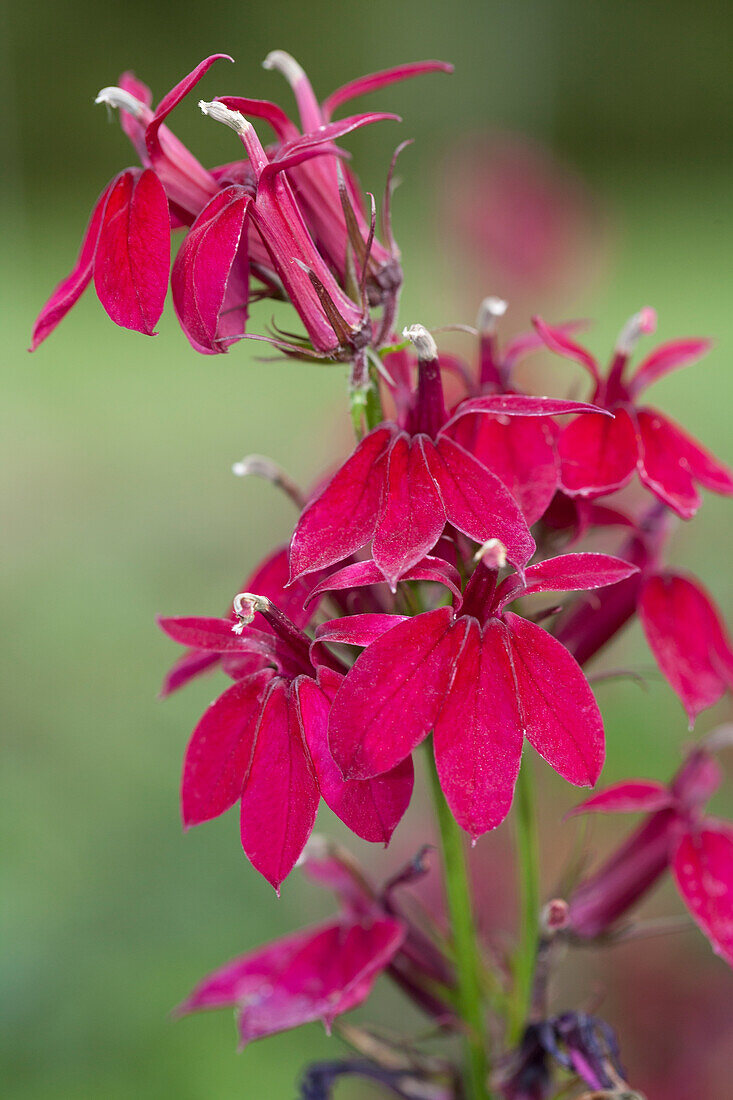 Lobelia x speciosa Princess Crimson