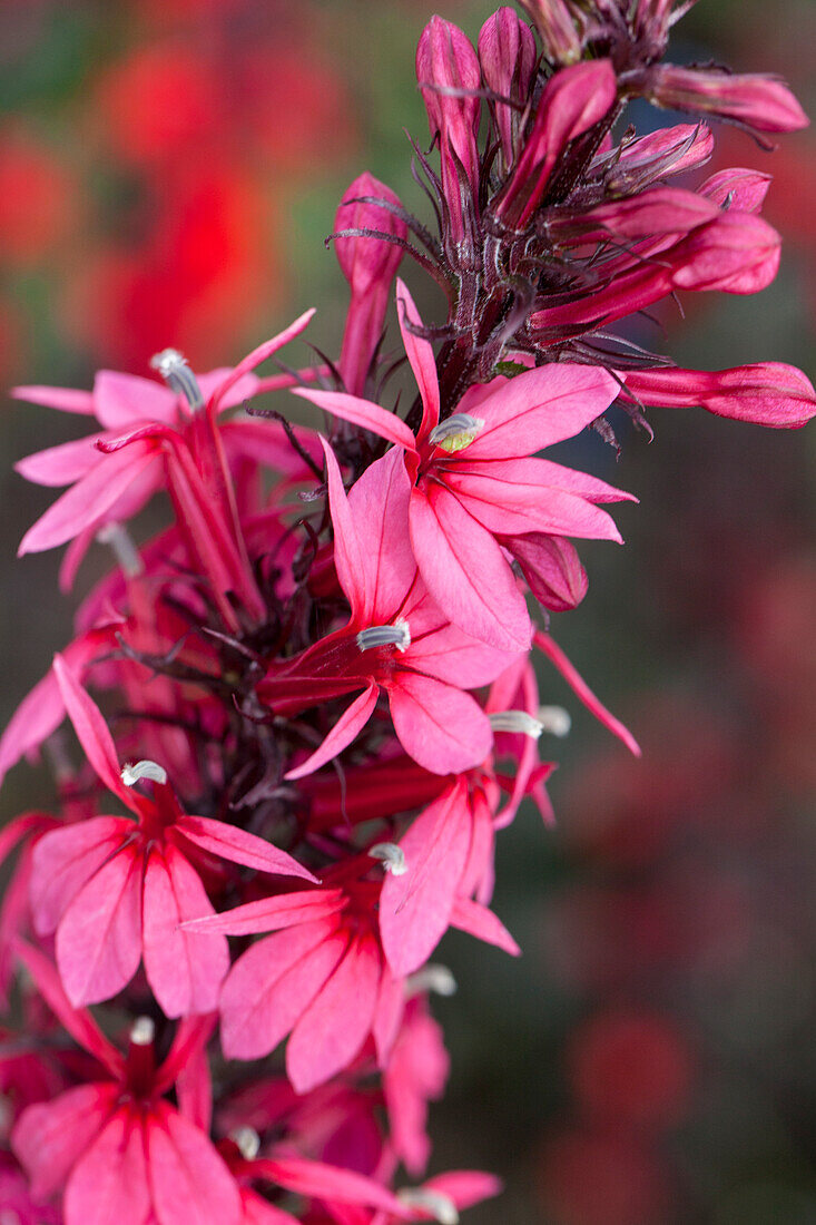 Lobelia x speciosa 'Rose Princess'