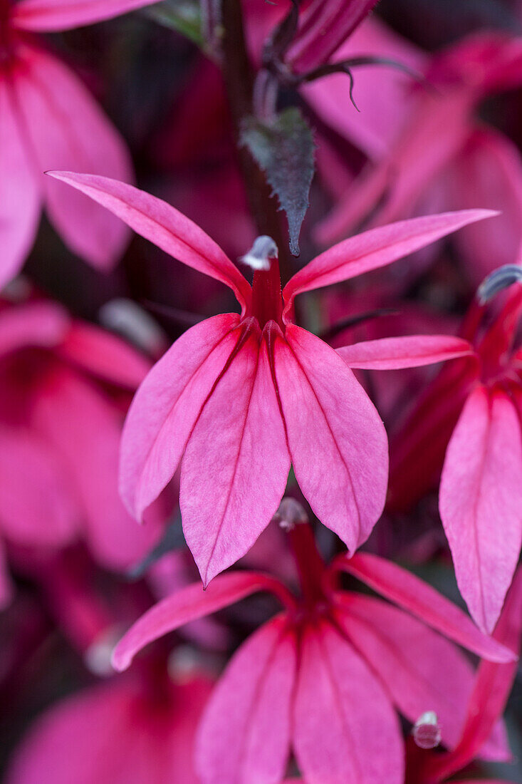 Lobelia x speciosa 'Rose Princess'