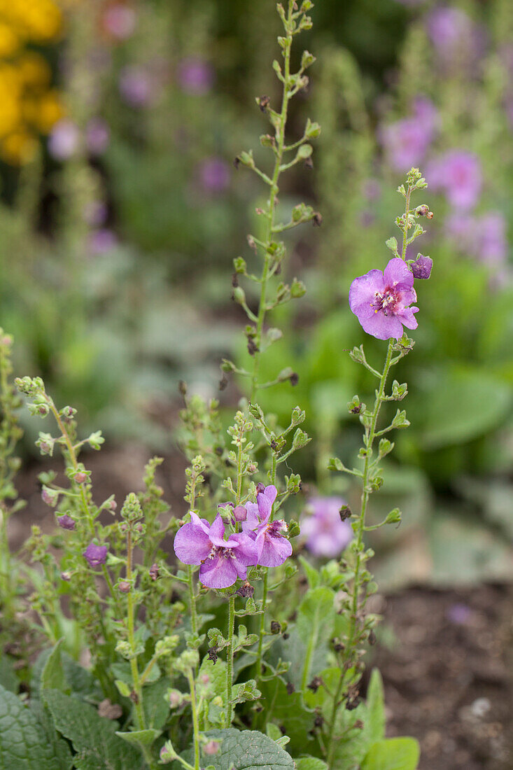 Lobelia x speciosa Royal Candle Sugar Plum