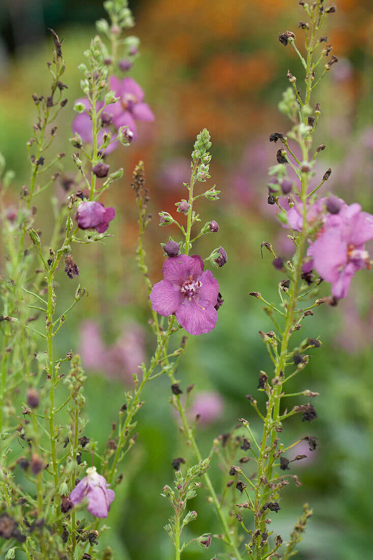 Lobelia x speciosa Plum Smokey