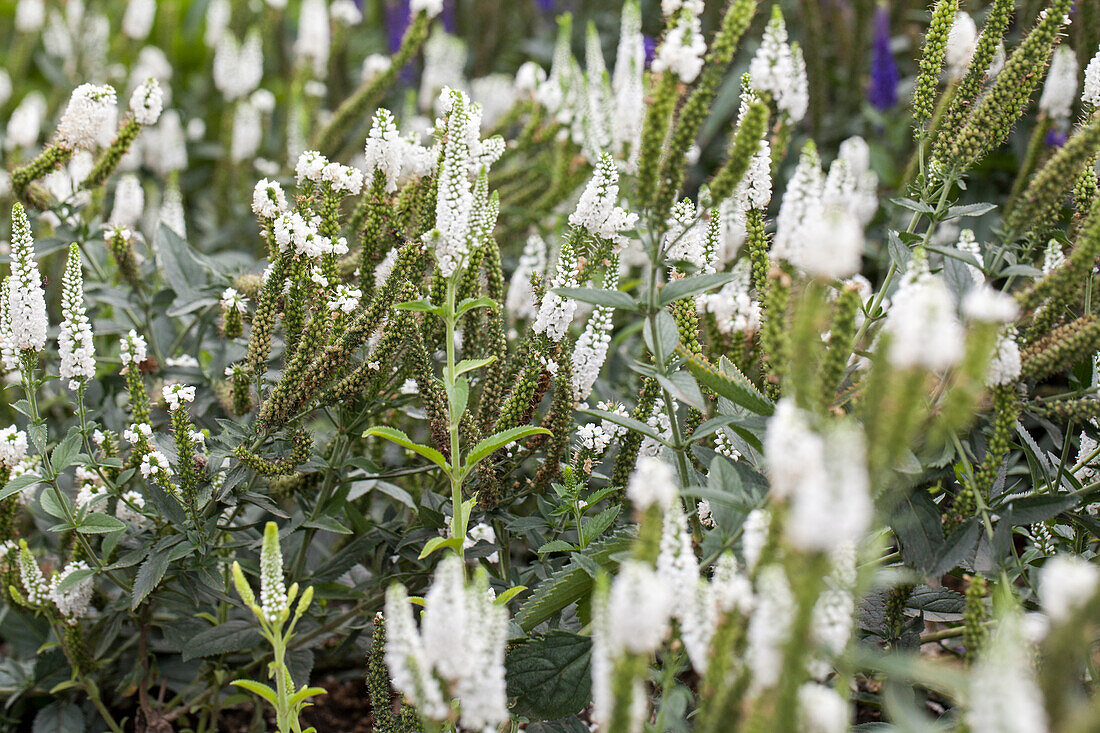 Veronica longifolia First Lady