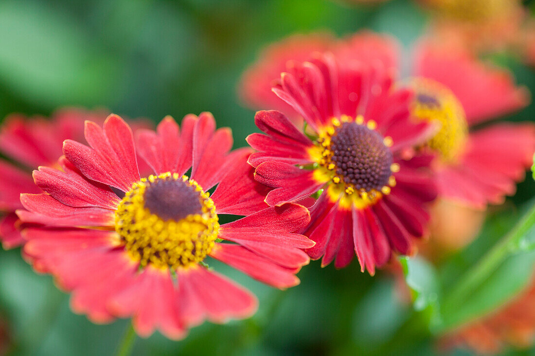 Helenium autumnale 'Mariachi Salsa'