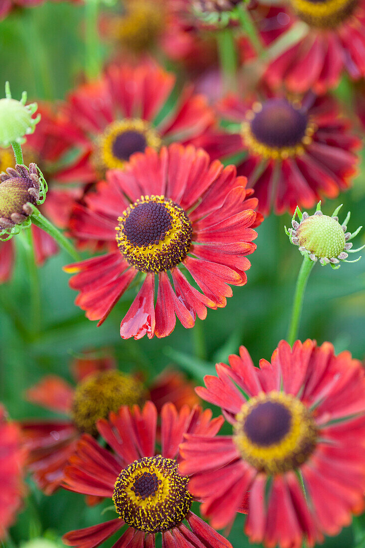 Helenium autumnale 'Mariachi Siesta'